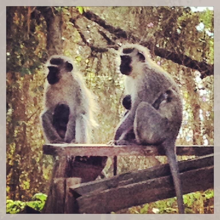 Хостел Jungle Monkey Backpackers Port Saint John's Экстерьер фото